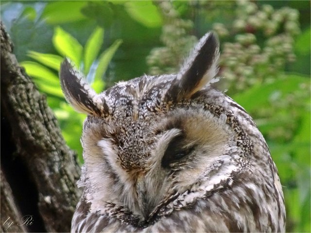 Foto: ©Uschi R.