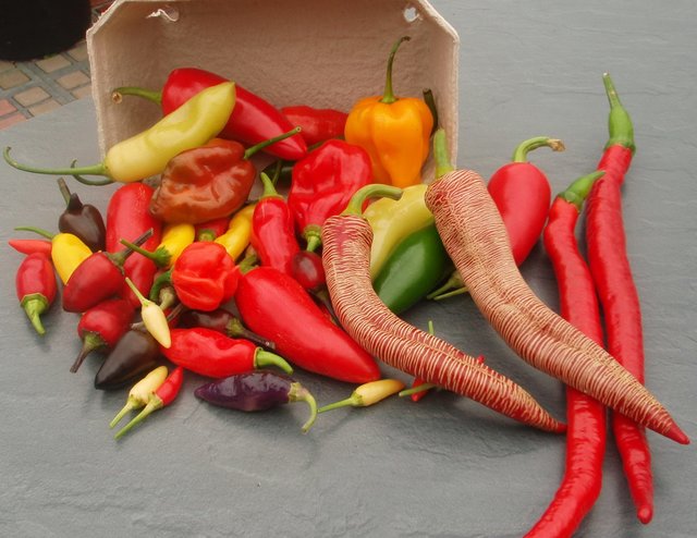 Eine Chili-Tasse von der Bio-Vielfaltsgärtnerei Stockenhuber aus Engelhartszell. | Foto: Stockenhuber