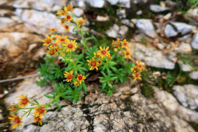 und überall aus den Felsen..herrliche Farben
