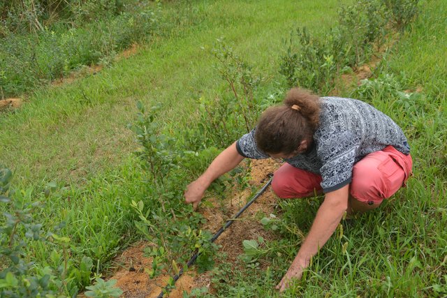 Jürgen beim Unkrautjäten