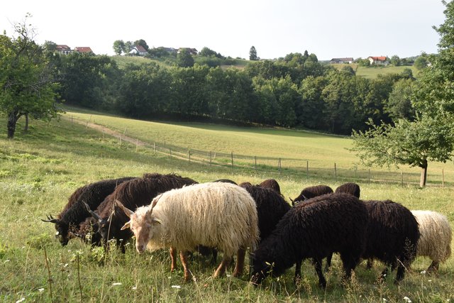 Foto: Martin Wurglits