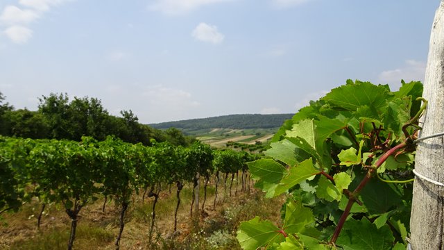 Titelbild: Ein Nachmittag im Burgenland ...