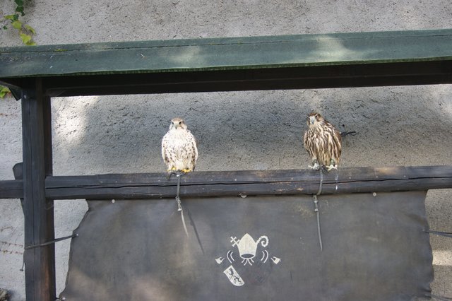 Saker Falken Jena (li.) und Iduna (re.)