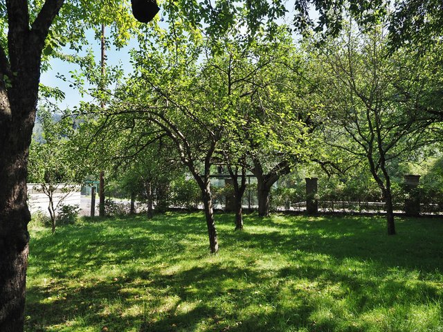 Ein Obstgarten mit alten Sorten ist ein Schatz den man hüten muss.