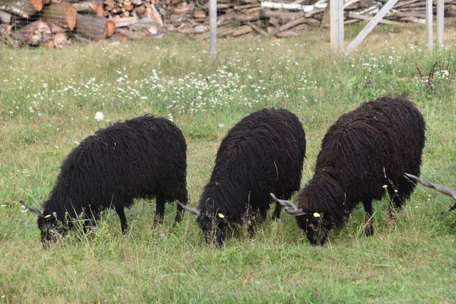 Foto: Martin Wurglits