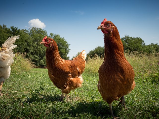 Foto: Andreas Hafenscher