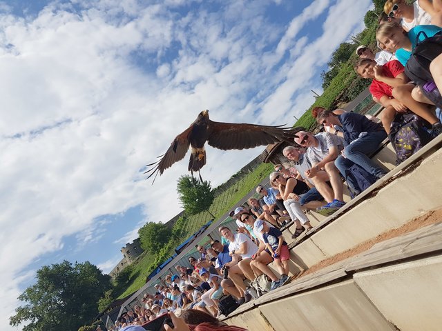 Ein besonderes Highlight für die St. Ruprechter Kinder war die Greifvogelschau auf der Riegersburg | Foto: Lara Bloder