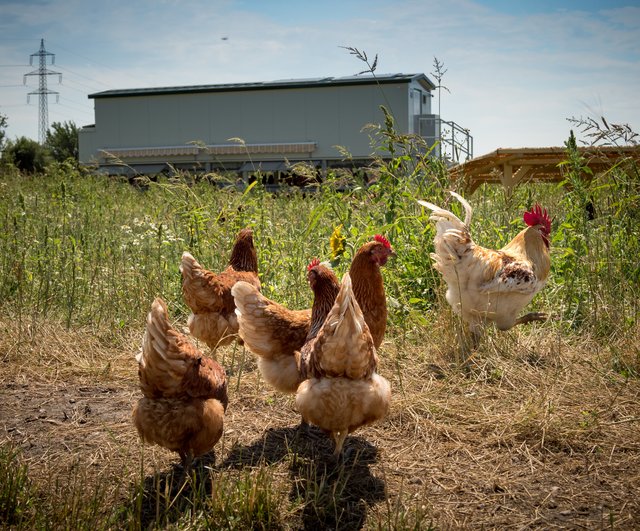 Ein mobiler Hühnerstall kommt den Hennen zugute, diese können somit immer wieder neue Gegenden ausforschen. | Foto: Andreas Hafenscher