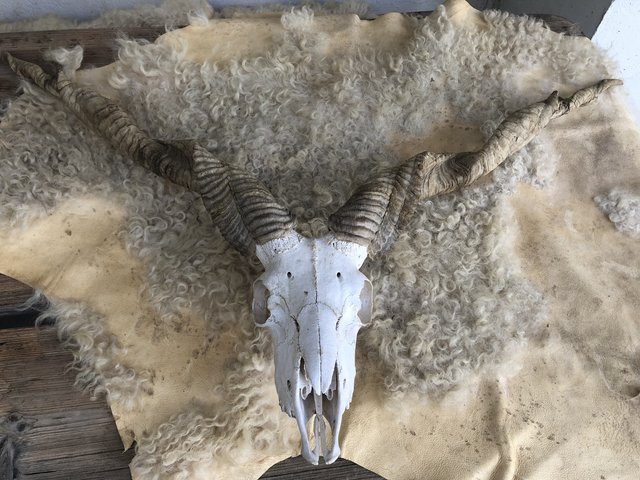 Das Horn des Zackelschafs ist gedreht. | Foto: Qu-Bio