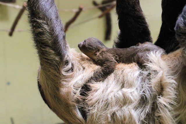Zweifingerfaultier-Baby Sid wurde am 31. Juli geboten und wiegt gerade einmal 400 Gramm. | Foto: Christa Buchberger