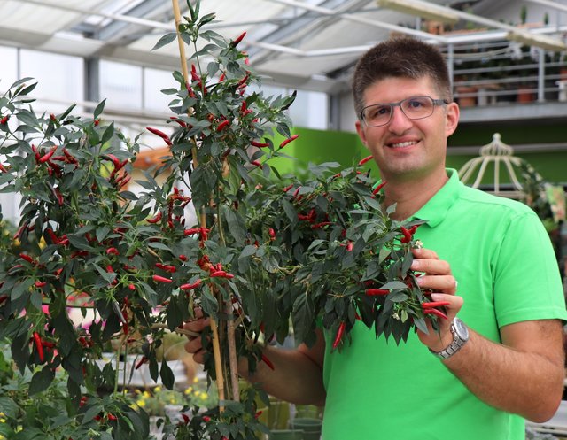 "Das Interesse an Chilis ist in den vergangenen fünf Jahren stark gestiegen", sagt Bezirksgärtnermeister Christoph Buttinger.