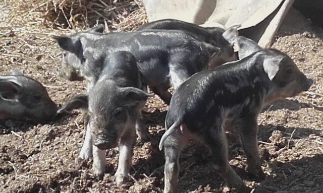 Mangalitza-Ferkel | Foto: Qu-Bio