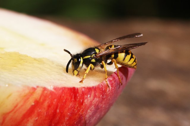 Reife Äpfel sind für Wespen unwiderstehlich. Sie brauchen jetzt besonders viel Futter für die Larven.