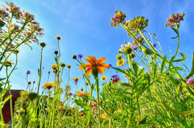 Blumenwiese aus der Froschperspektive - von Silvia Jörg