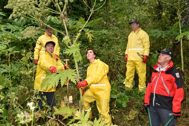 Ganz schön groß – der Riesen-Bärenklau. Diesen beseitigten Landesrätin Maria Hutter und Mitglieder der Berg- und Naturwacht in Ramingstein. | Foto: Land Salzburg/Franz Neumayr