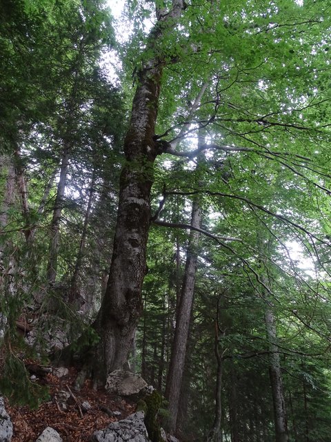 Die 546-jährige Buche steht in der Gemeinde Rosenau, Bezirk Kirchdorf.