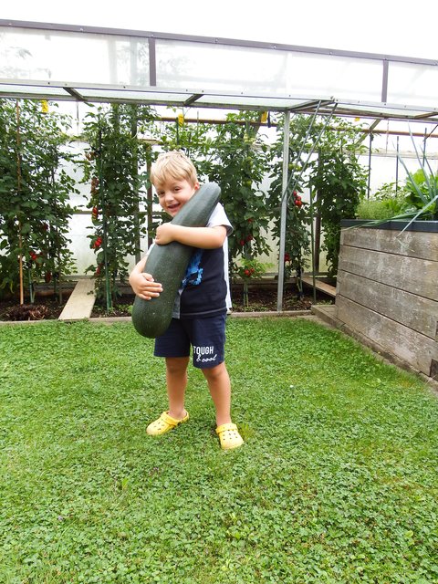 Ganz schön viel Kraft braucht der vierjährige Maximilian, um die geerntete Zucchini mit 4,8 Kilogramm zu heben.