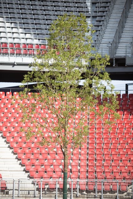 Der erste Baum im Stadion. Dieser war für Initiator Klaus Littmann der wichtigste Moment um erstmals real zu sehen, ob die Proportionen so sind, wie geplant.