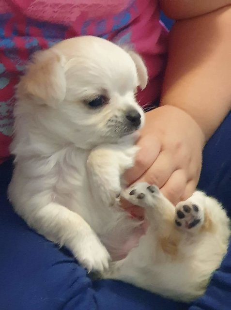 Schon die Welpen sind willkommen. | Foto: Kerstin Gabriel