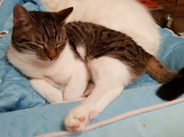 Burli ist sehr verschmust und hat eine Allergie.