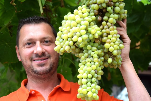Der Weinbauer Rupert Luttenberger freut sich über seine „riesige“ Weintraube.