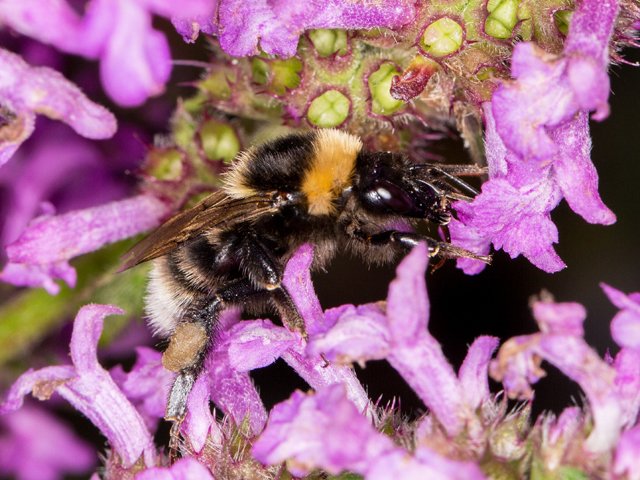 Die Grubenhummel ist eine Sensation in unserer Gegend.