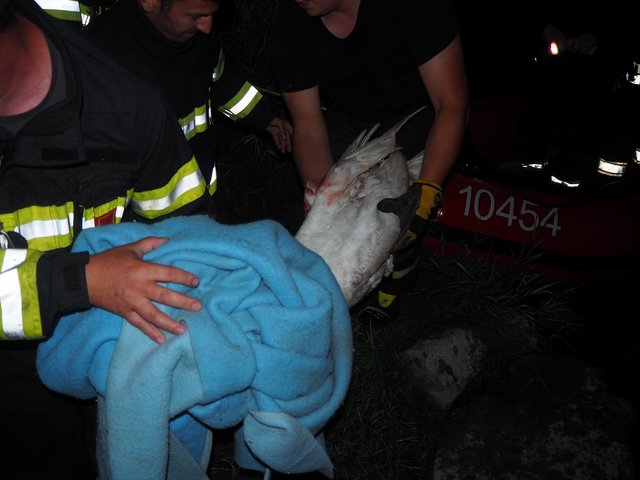 Foto: Freiwillige Feuerwehr Grafenwörth