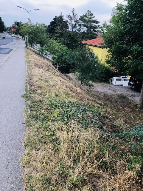Diesen Hang nicht zu mähen, wäre ein kleiner Beitrag im Kampf gegen das Insektensterben gewesen.