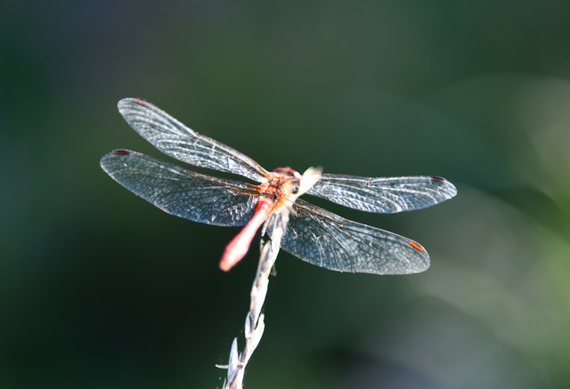 Libelle