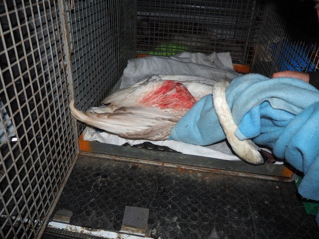 Foto: Freiwillige Feuerwehr Grafenwörth