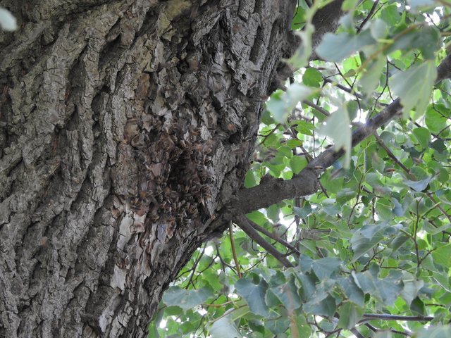 Ein Wildbienennest im Baum in der Insektenwiese.