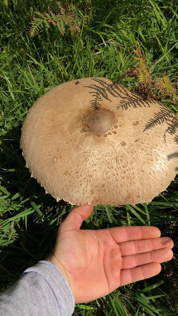 Diesen Riesenparasol hat Christian Siebenhüner in den Wäldern am Sintwag gefunden.