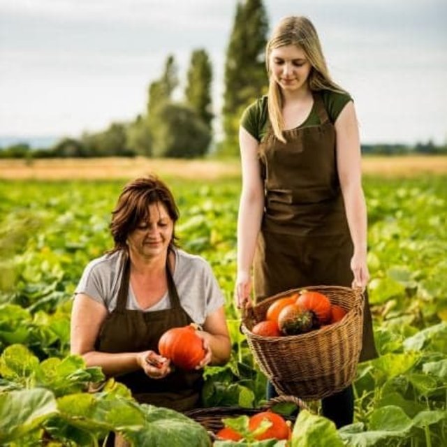 Inge und Julia Rommer bei der Kürbisernte.