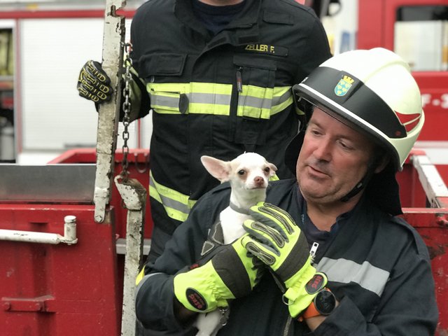 Lucky im Glück: Der kleine Vierbeiner konnte von der Feuerwehr aus seiner Notlage befreit werden.