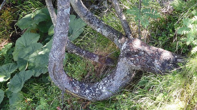 So einen eigenartig gewachsenen Baum konnte ich von meinem Balkon aus sehen.