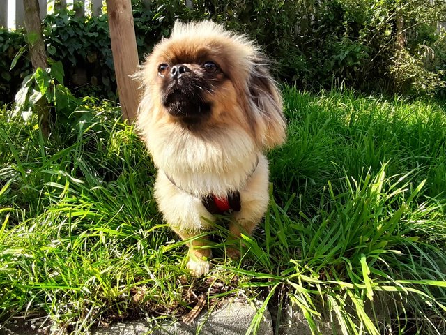 Yerry ist unternehmungslustig und der perfekte Familienhund. | Foto: Pfotenhilfe Lochen
