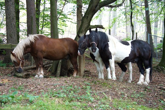 Glückliche Pferde auf der Waldkoppel....