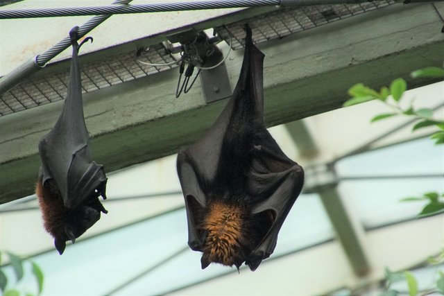 Flughund Thema auf meinbezirk.at