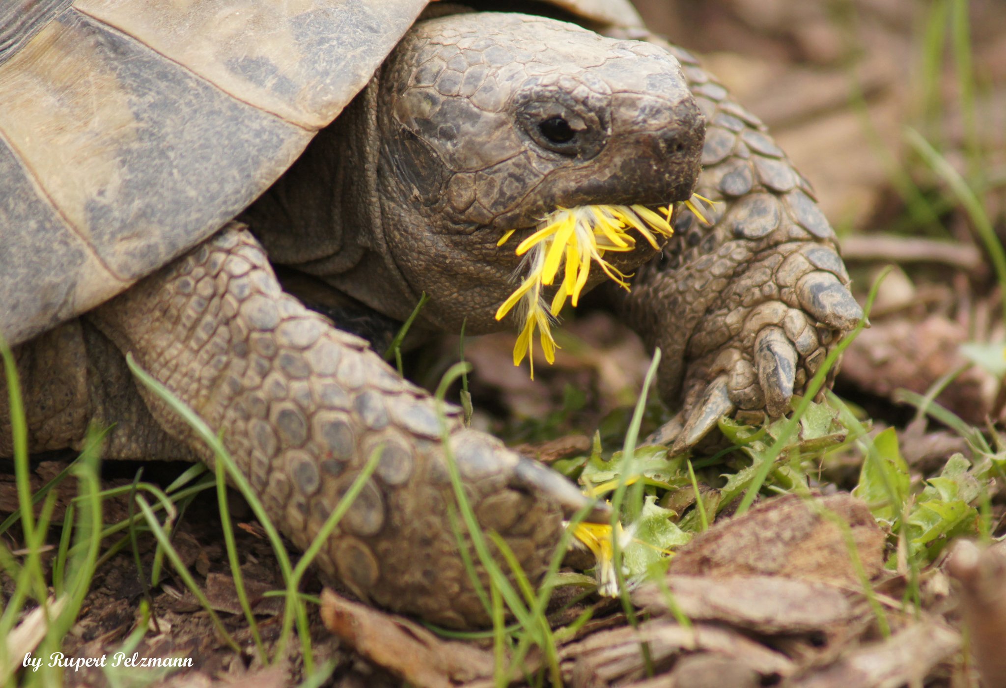 Schildkröte entlaufen: Landschildkröte in Wieselburg wurde wieder ...
