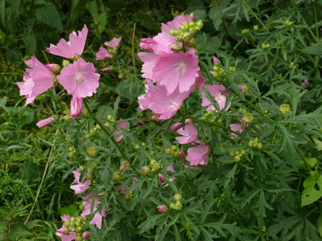 Malven zählen schon seit Jahrhunderten zu den typischen Gartenpflanzen | Foto: myself