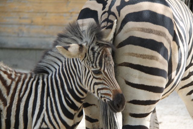 Diese kleine Stute ist dieses Jahr bereits der zweite Zebra-Nachwuchs im Linzer Zoo. | Foto: Zoo Linz