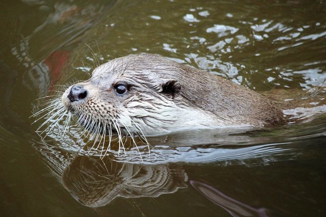 Der Fischotter (Wassermarder) breitet sich auch im Murtal zum Leidwesen der Fischer immer mehr aus. | Foto:  BB Pinzgau/Hanspeter Lechner
