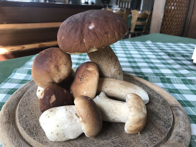 Auf den Voitsberger Almen sprießen nun die Steinpilze. Eines ist aber gewiss: Die besten Schwammerlplätze werden von Sammlern nicht verraten... | Foto: gaberl.at