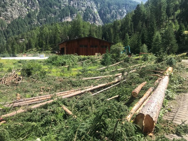 Die gefällten Bäume in Sölden.