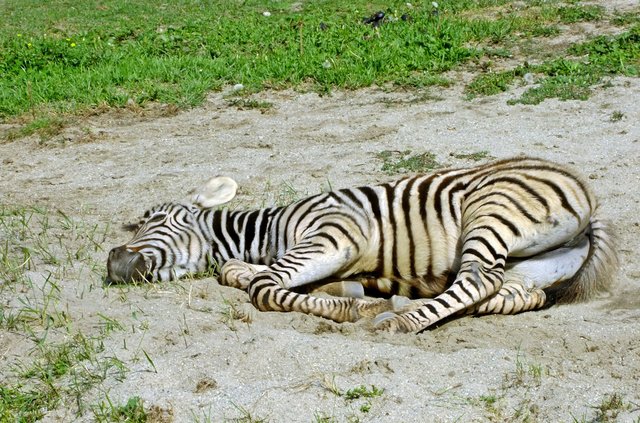 Ein Sonnenbad tut gut