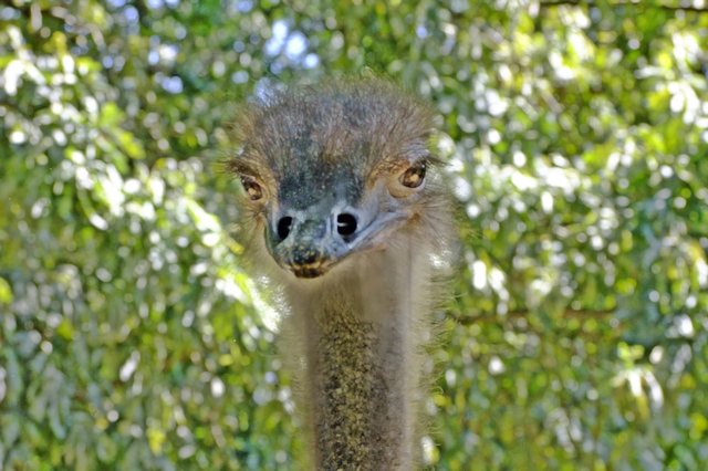 Weiblicher Strauss, ist in Afrika beheimatet