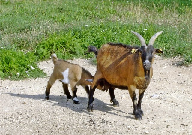 An der Milchtankstelle