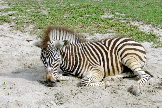 Mit der Nase stützend eingenickt