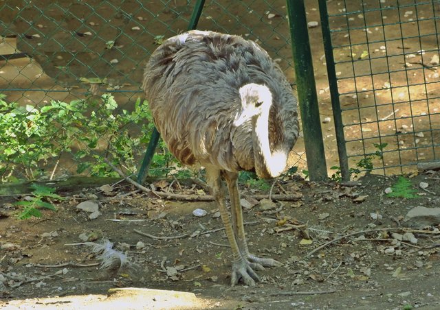 Nandu stammt aus Südamerika