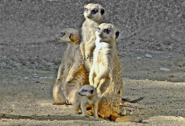 Eine liebe Familie mit Erdmännchen